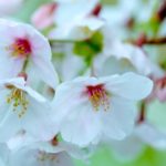 咲いた咲いた桜が咲いた