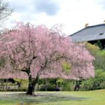 オカッパ桜と産寧坂の夜桜