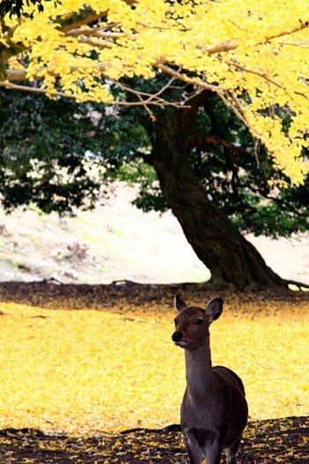 奈良公園の黄葉