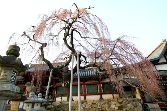 平城(なら)氷室神社の枝垂れ桜