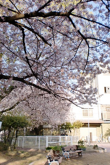 長堂公園の桜