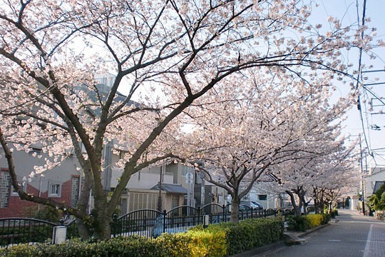 長瀬側沿いの桜