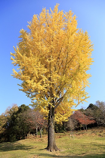 奈良公園の黄葉