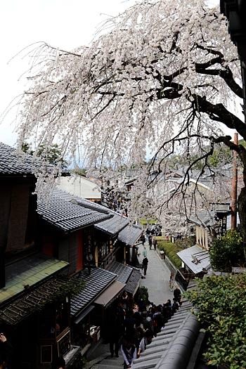 京都三寧坂(三年坂)の桜
