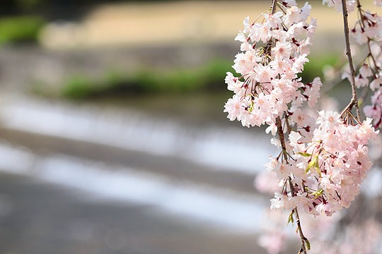 京都半木の道のしだれ桜