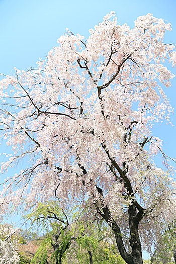 京都府立植物園のヤエベニシダレという桜