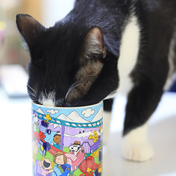 コップから水を飲む猫