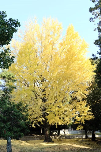 奈良公園のイチョウの黄葉