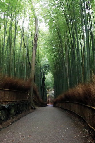 嵯峨野の竹林