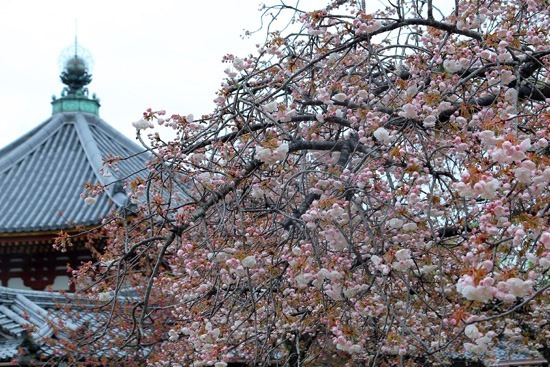 興福寺の八重桜