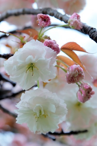 興福寺の八重桜
