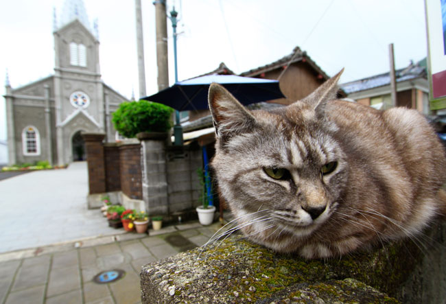崎津天主堂近くにいた猫ちゃん