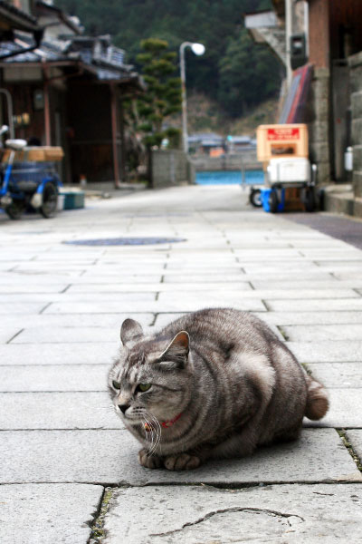 崎津天主堂近くにいた猫ちゃん