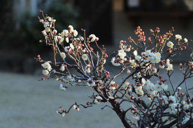 平成最後の梅の花