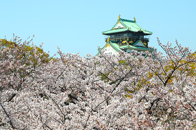 大阪の桜の名所、大阪城の桜