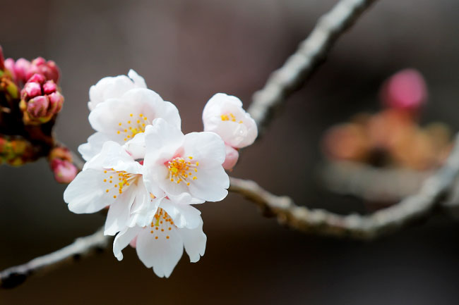 京都清水の桜