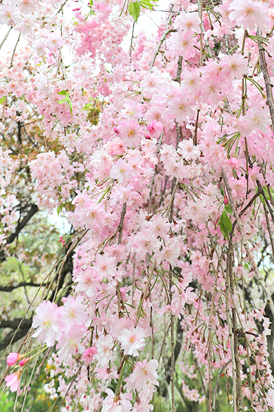 京都原谷苑の桜