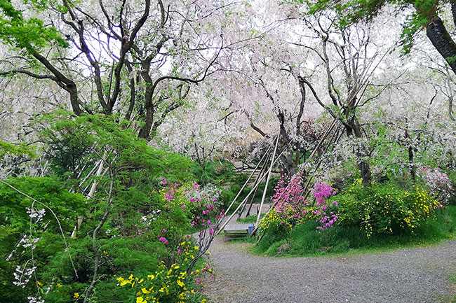 京都原谷苑の桜