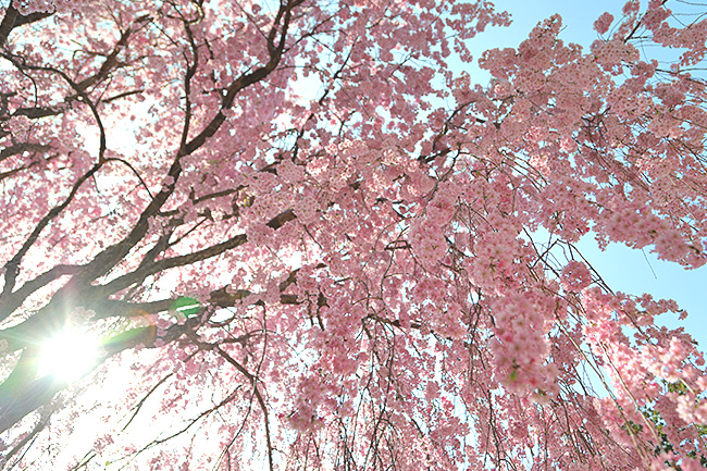 奈良県東吉野にある桜の名所「高見の郷」