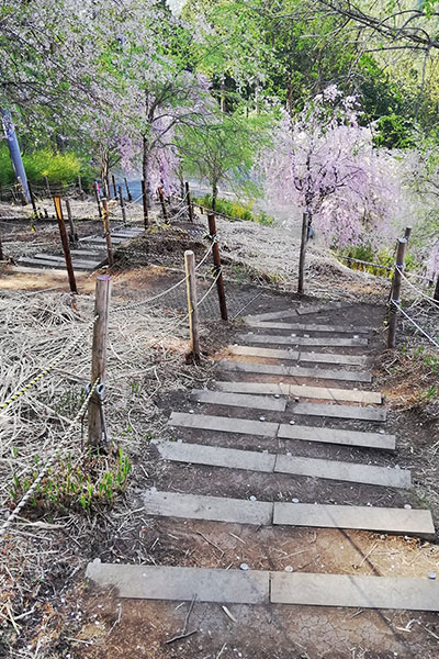 奈良県東吉野にある桜の名所「高見の郷」