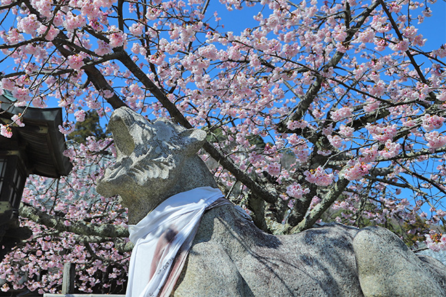 京都法輪寺の寅