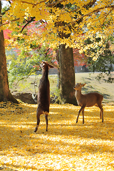 イチョウの黄色い秋・黄葉と鹿