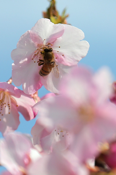 河津桜のミツバチ