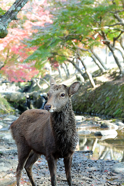 奈良公園の紅葉するもみじと鹿