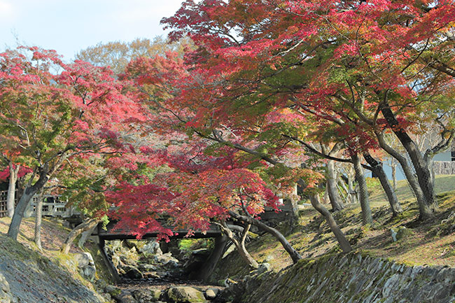 奈良公園の紅葉するもみじ