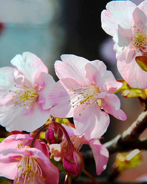 河津桜