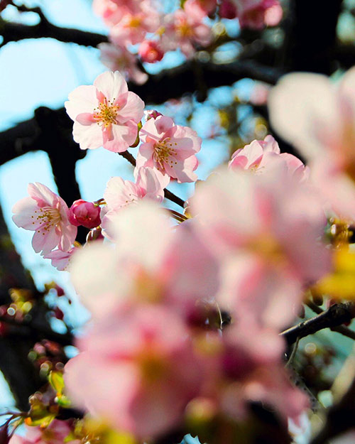 河津桜