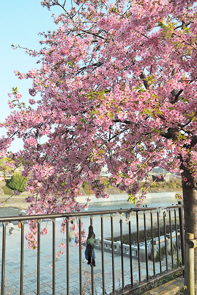 京都の三条大橋近くの桜