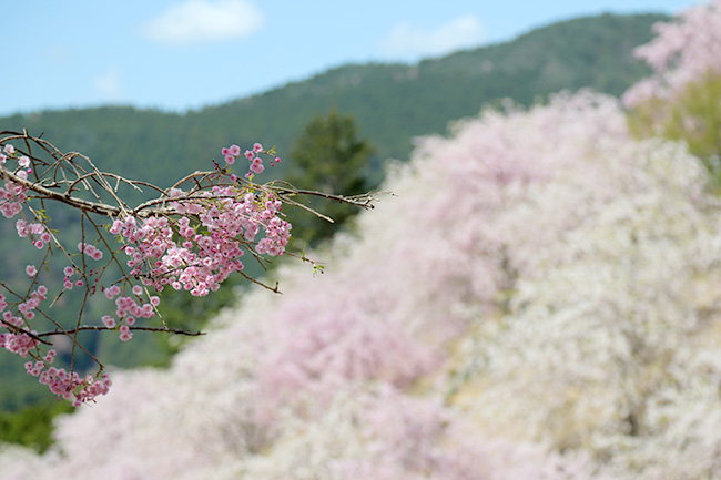 高見の郷の枝垂れ桜