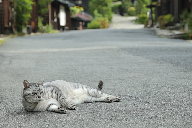 妻籠宿の猫