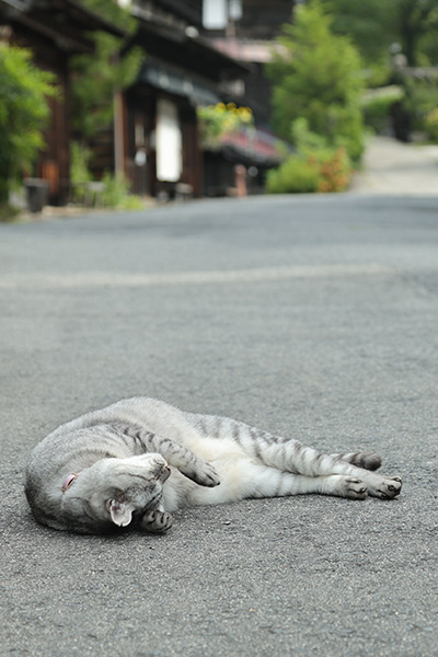 妻籠宿の猫