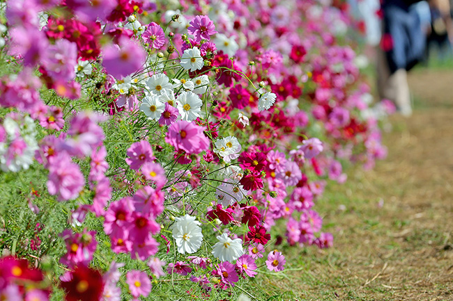 コスモス・秋桜