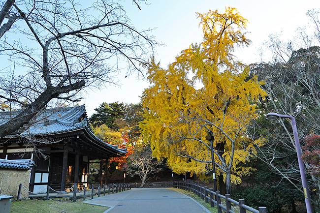 東大寺大湯屋前のイチョウ