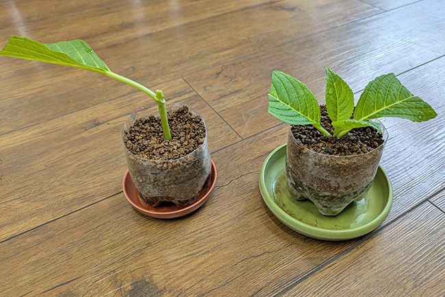 アジサイの挿し木