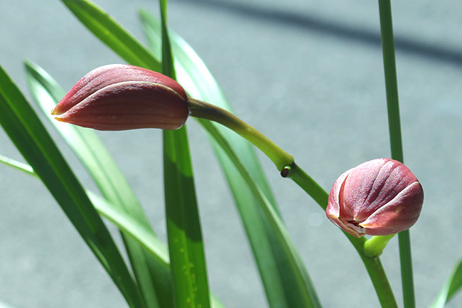 ピンク色に色づいた2つの蕾のアップ