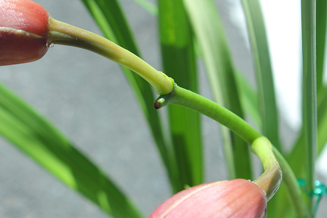 蕾が取れた跡のアップ（2つ落ちた跡がわかる）