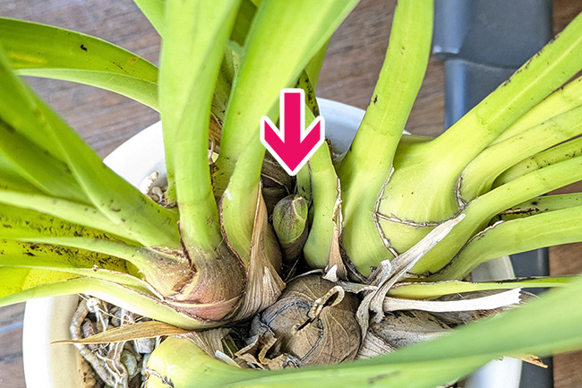 シンビジウムの株元から花芽が出始めた様子