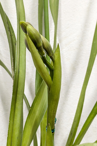 花茎が伸びて蕾が4つ付いたシンビジウムの全体像