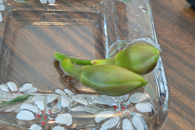 水を入れたガラス皿に落ちた2つの蕾を入れた様子