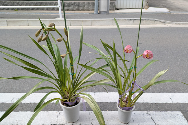 大小二つのシンビジウムの鉢