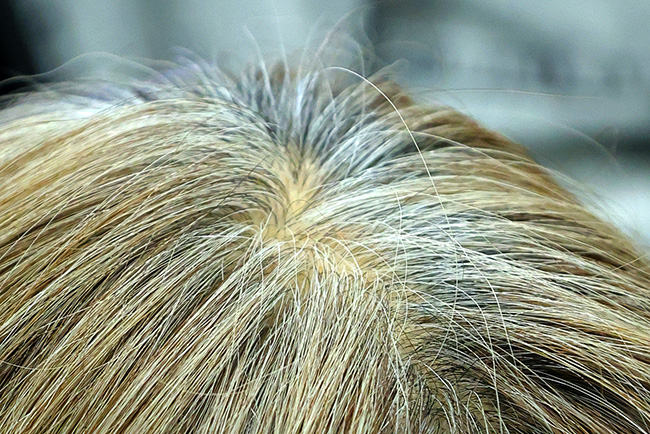 染める前の白髪の状態 根元が数センチ伸びている