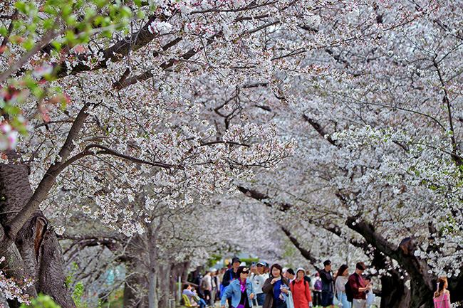 京都やわたの背割堤の桜
