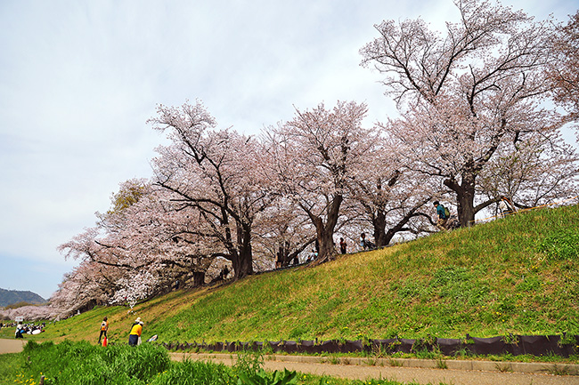 京都やわたの背割堤の桜