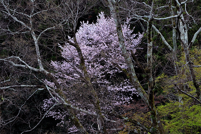 善峯寺の桜