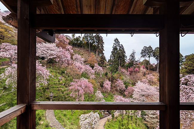 善峯寺の桜