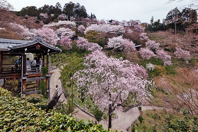 善峯寺の桜